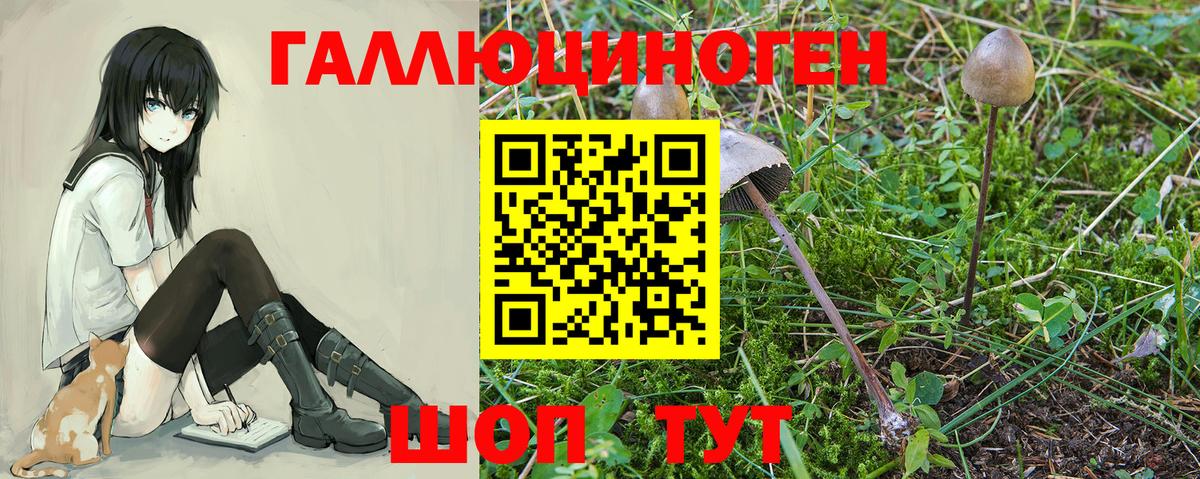 Шуя  Псилоцибиновые грибы MAGIC MUSHROOMS  Вход с VPN 